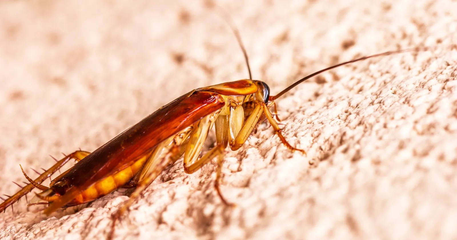 Close-up of a cockroach