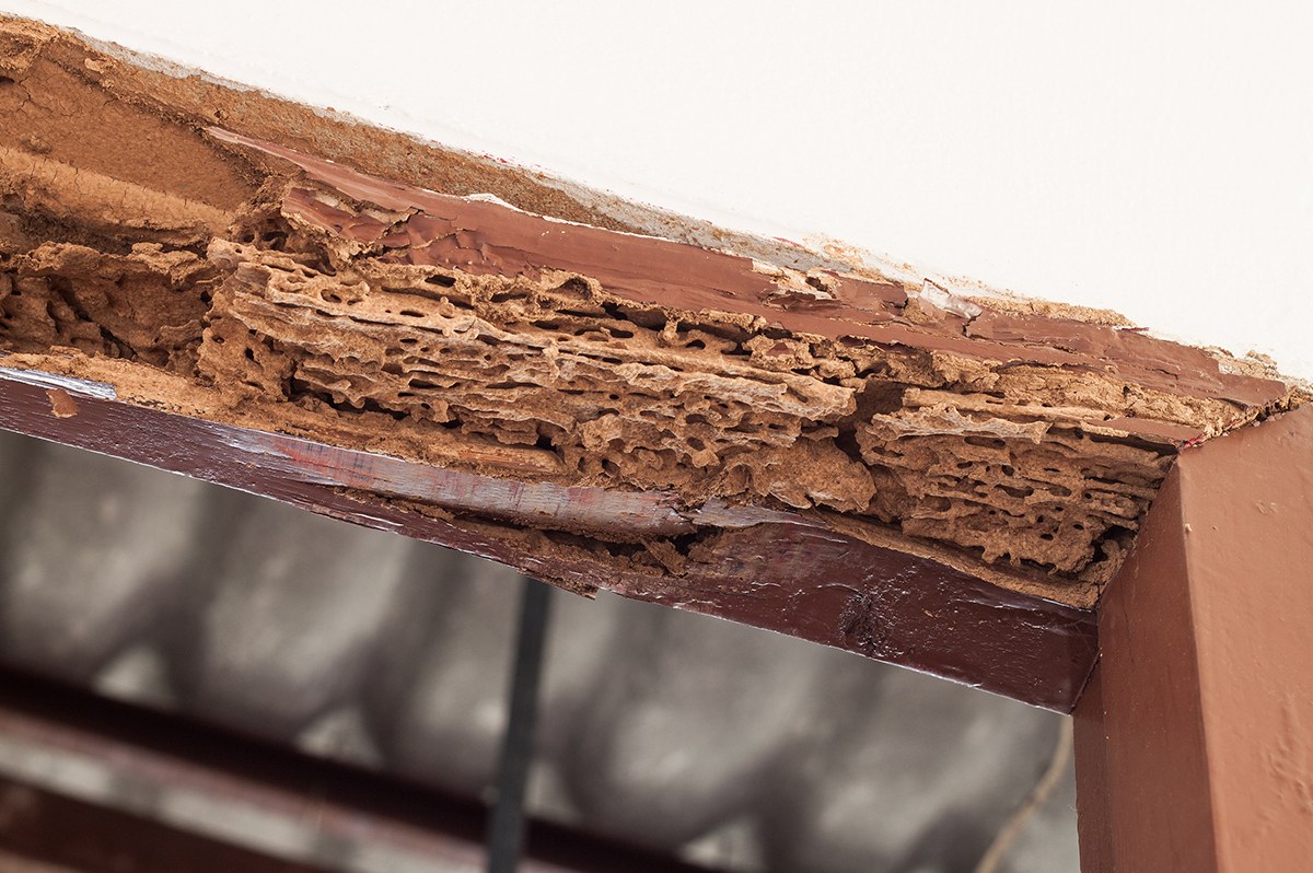 Termite damage inside a painted wooden beam