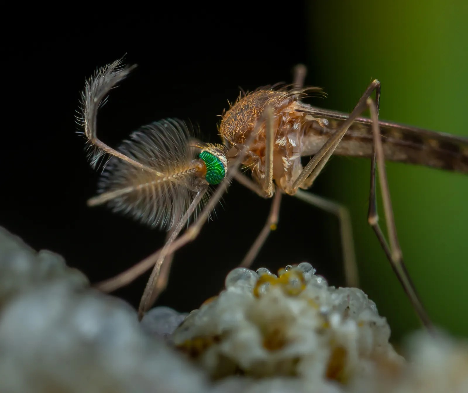 Close-up of a mosquito