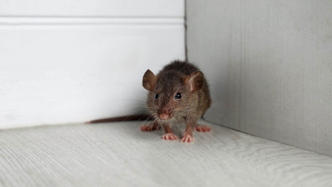 A mouse in the corner of a room