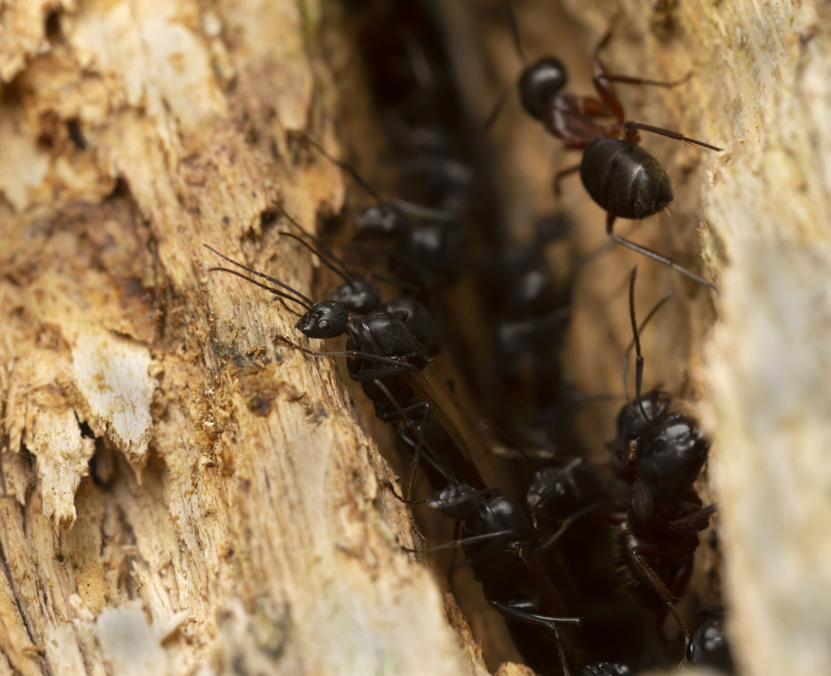 Carpenter ants inside damaged wood