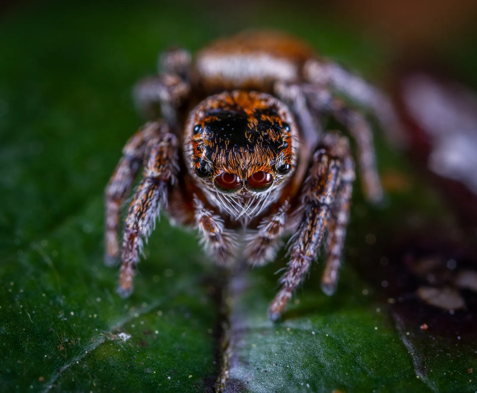 Close-up of a jumping spider