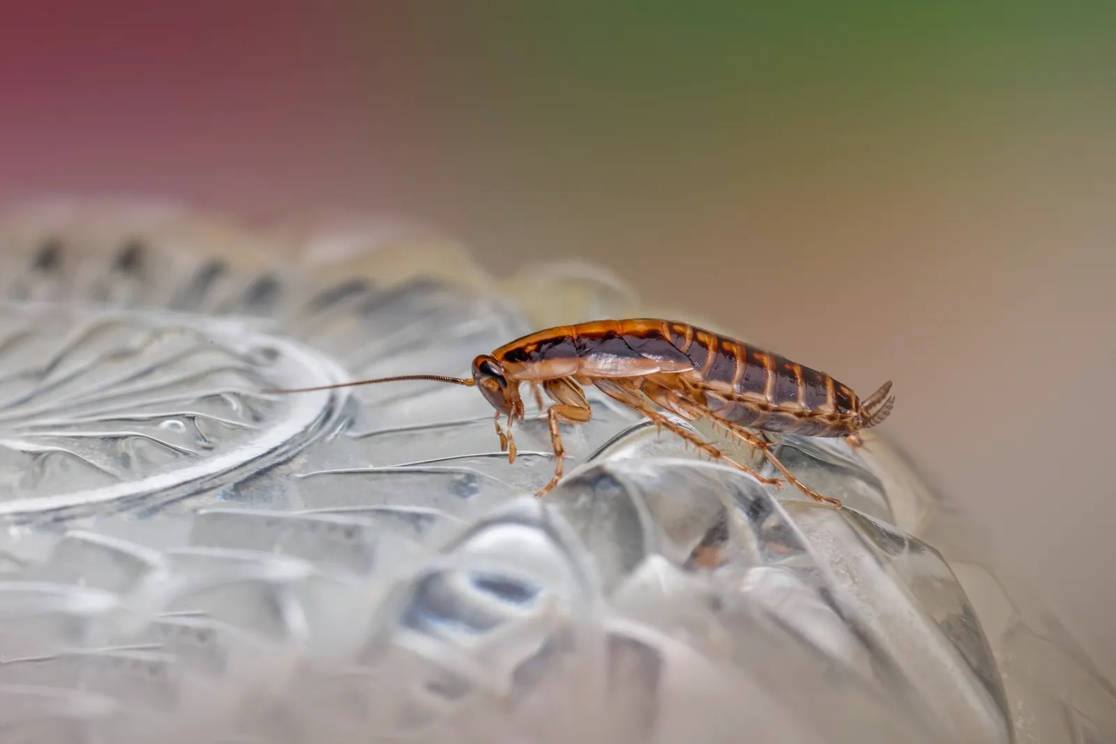 A cockroach up close