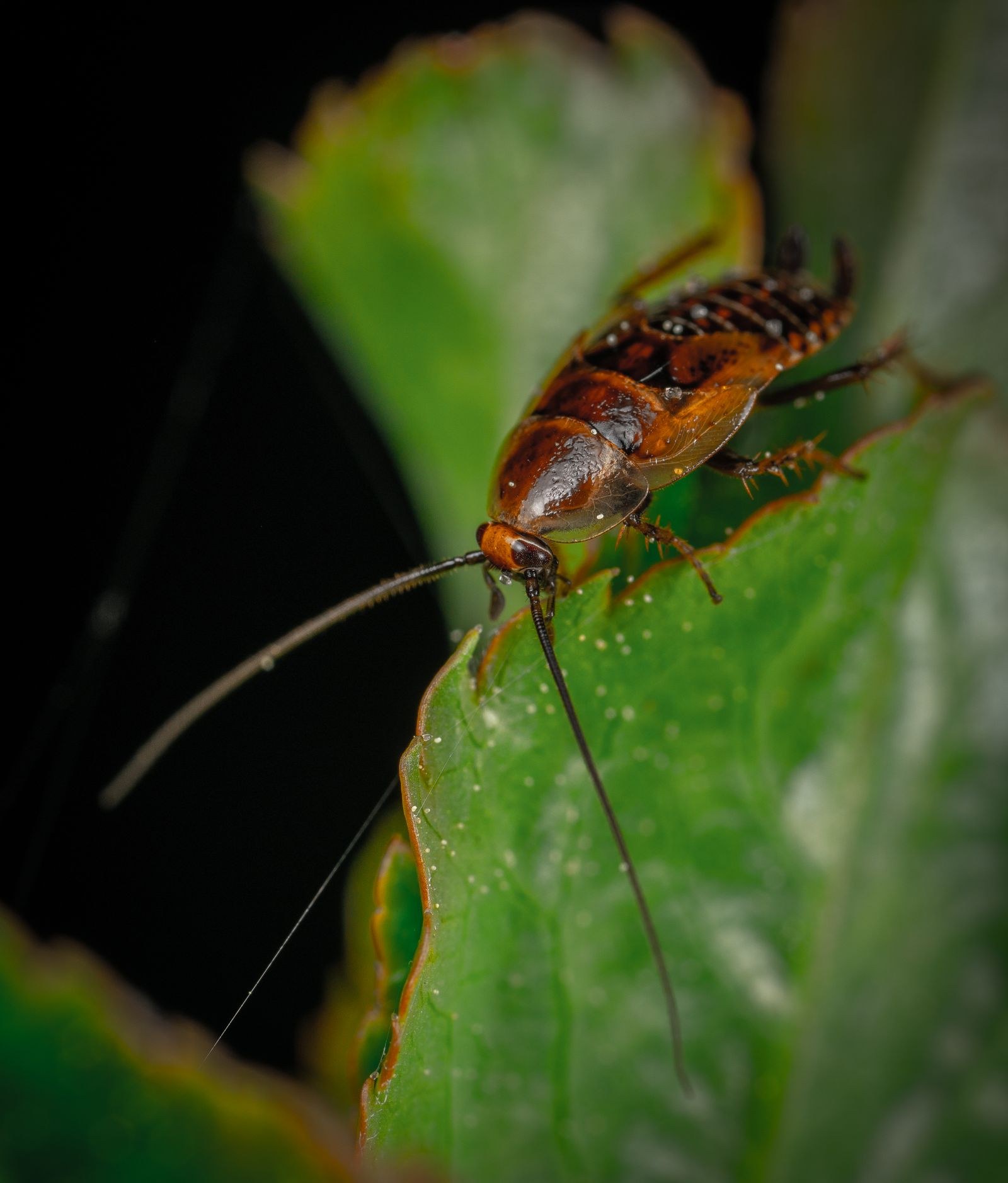A cockroach on a leaf outdoors